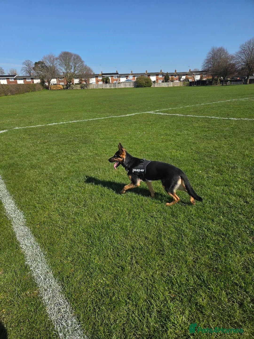 German Shepherd dogs for sale: 11 month old male German shepherd  in Great Yarmouth - Advert 1