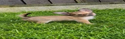 Chihuahua dogs for sale: READY NOW- Rare full white & fawn sable chihuahuas - Advert 5