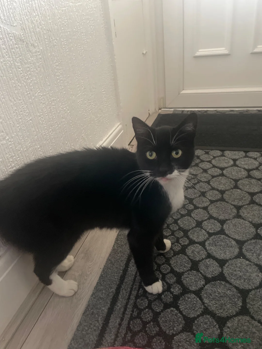 Mixed Breed cats for sale: beautiful kittens ready for a welcoming home in Oldham - Advert 15