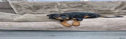 Rottweiler dogs for sale: Rottweiler puppy  in Aberdare - Advert 4