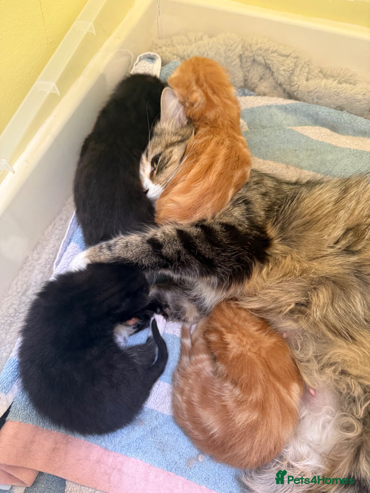 Mixed Breed cats 3 males mixed breed - Advert 1