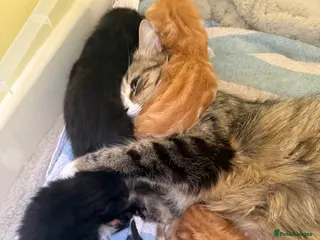 Mixed Breed cats 3 males mixed breed - Advert 1