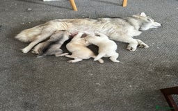 Siberian Husky dogs for sale: Pure breed Husky Puppies born 04/07/2025 - Image 1