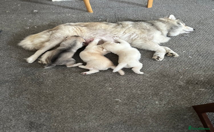 Siberian Husky dogs - Advert 1