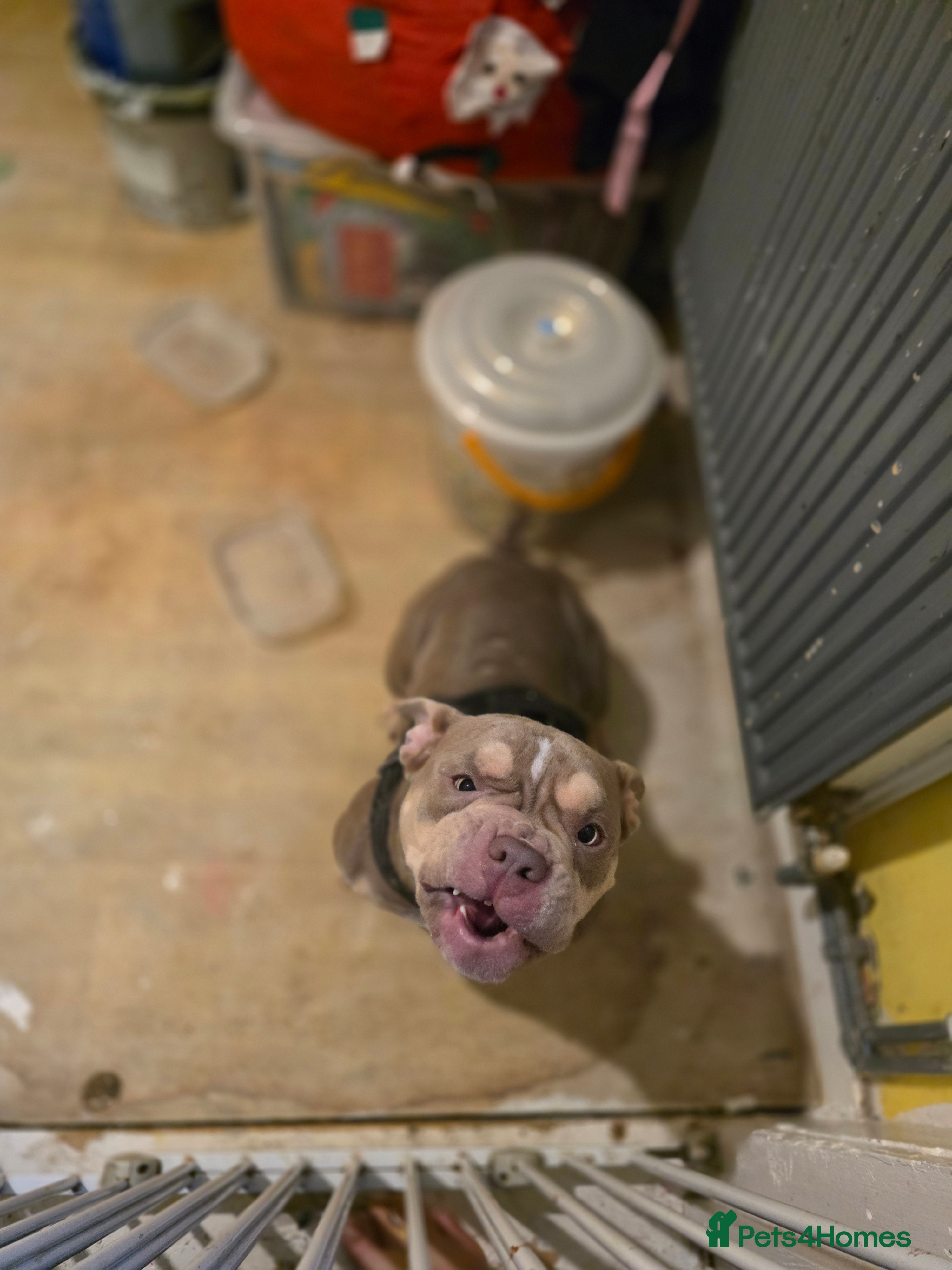 Shorty Bull dogs Beautiful exotic - pocket bully  - Advert 3