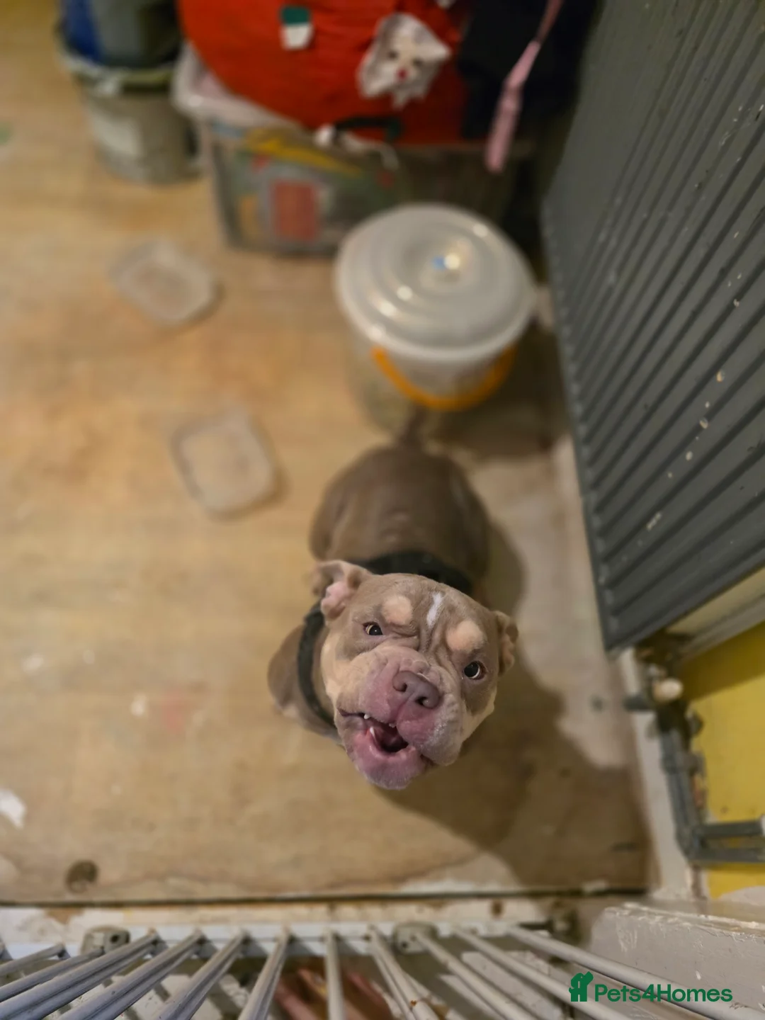 Shorty Bull dogs for sale: Beautiful exotic - pocket bully  - Advert 1