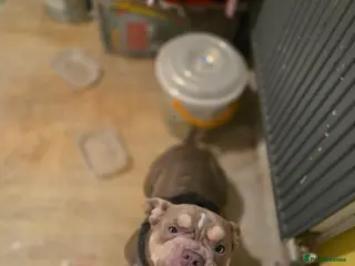 Shorty Bull dogs Beautiful exotic - pocket bully - Advert 3
