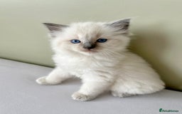 Ragdoll cats for sale: 1 Male Ragdoll Left-Ready TODAY & Vaccinated  - Image 6