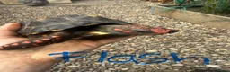 Tortoise reptiles for sale: Trio red footed tortoises - Advert 7