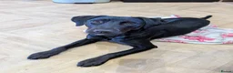 Mixed Breed dogs for sale: Maisie - 6 month old mixed breed female  in Newport - Advert 4
