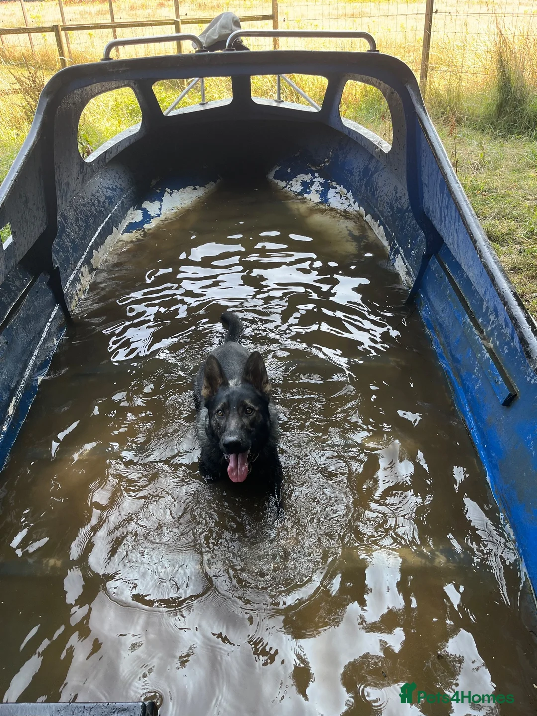 German Shepherd dogs for sale: Working line gsd  - Advert 2
