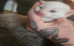 Sphynx cats for sale: Sphynx naked and coated  - Image 2