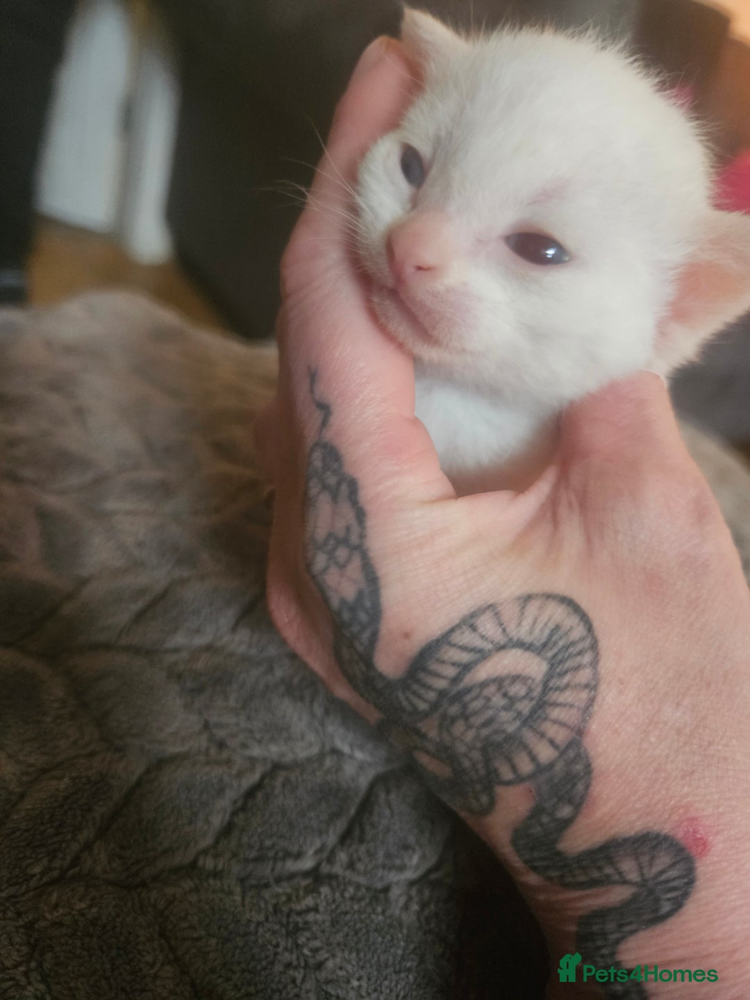 Sphynx cats for sale: Sphynx naked and coated  - Image 2