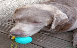 Labrador Retriever dogs for sale: Silver Labrador  - Advert 2