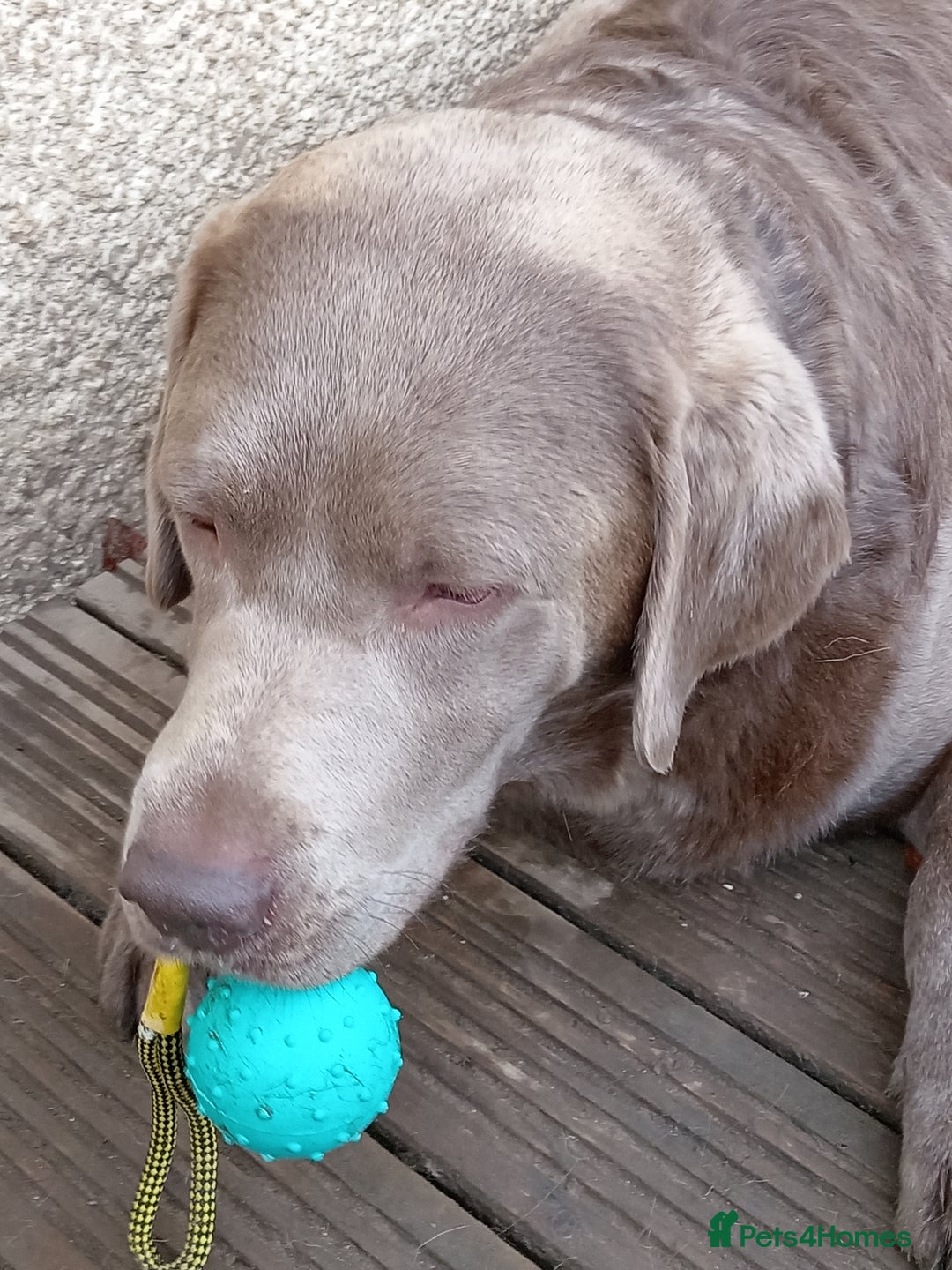 Labrador Retriever dogs for sale: Silver Labrador  - Advert 2