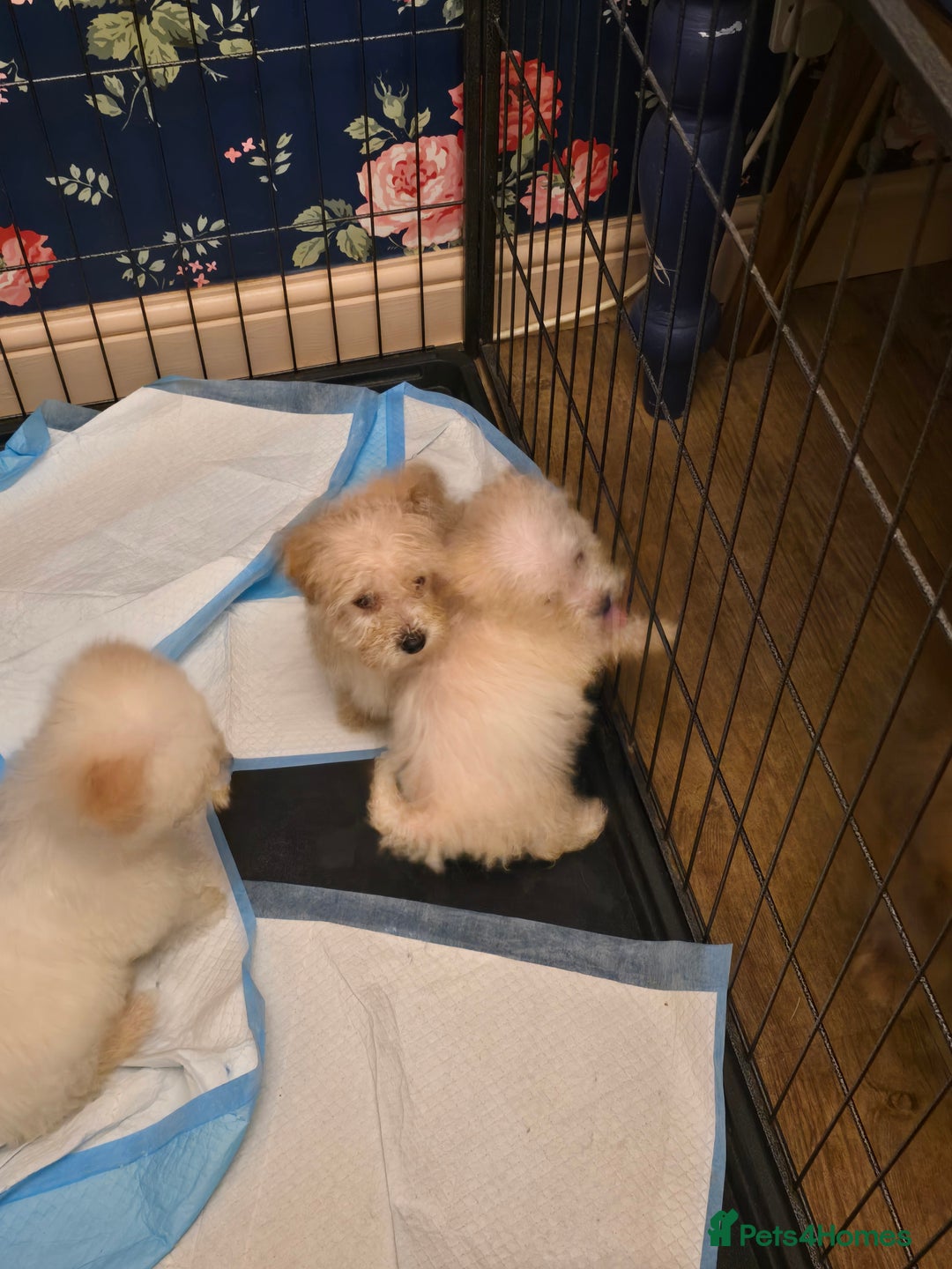 Poochon dogs for sale: Poochon  - Advert 8