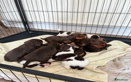 Cocker Spaniel dogs for sale: Beautiful working cocker spaniels  - Image 2