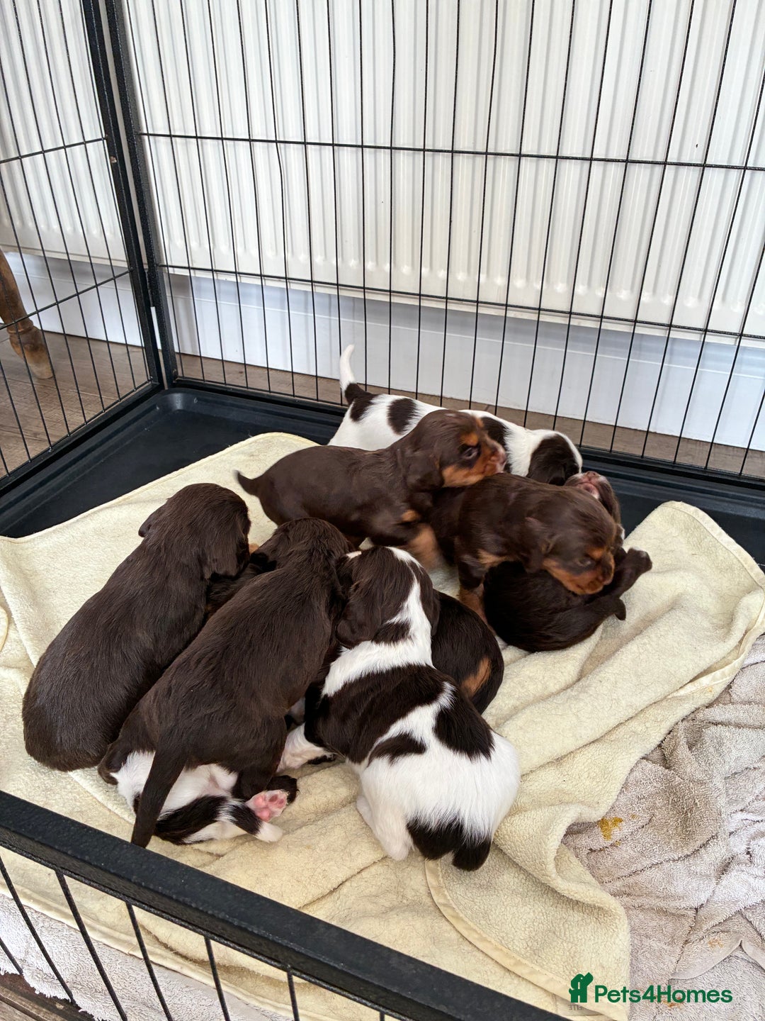 Cocker Spaniel dogs for sale: Beautiful working cocker spaniels  - Image 2