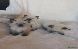 Ragdoll cats for sale: Health tested beautiful ragdoll kittens  - Image 10