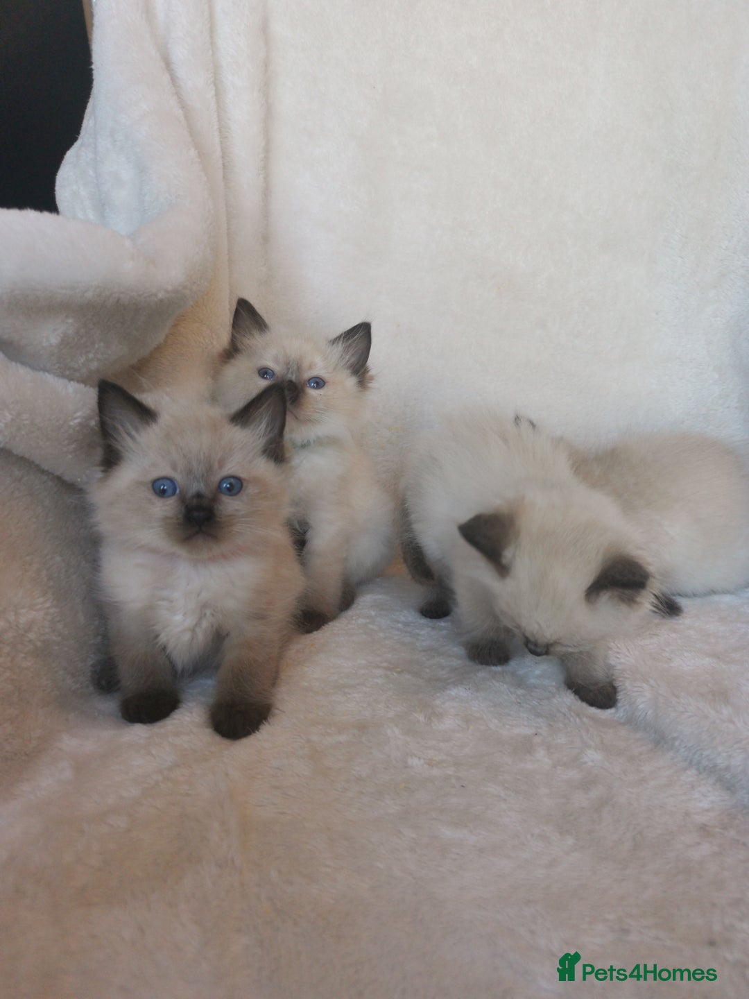 Ragdoll cats for sale: Health tested beautiful ragdoll kittens  - Image 10
