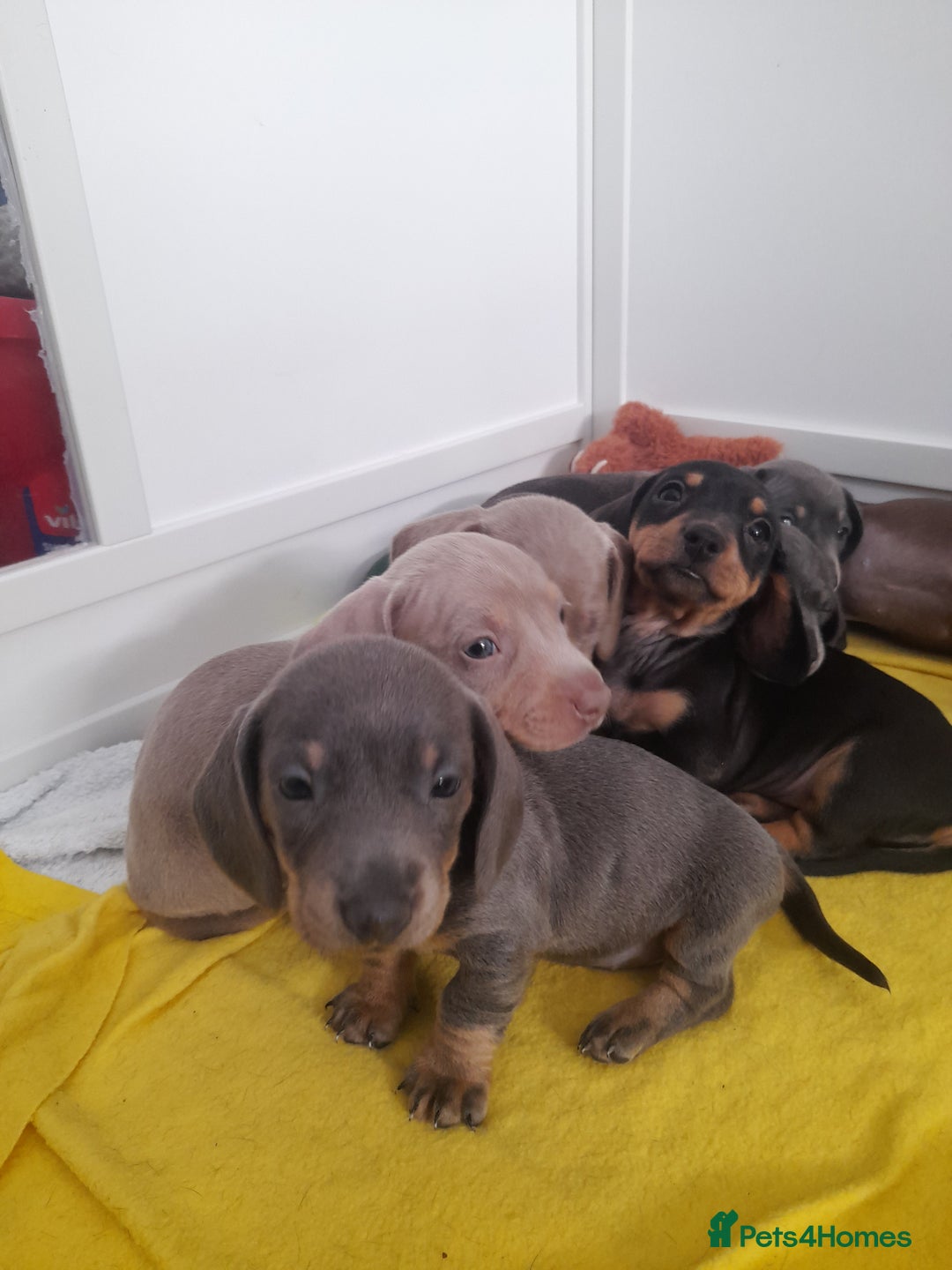 Miniature Dachshund dogs for sale: 4 x miniature dachshund pups left - Image 12
