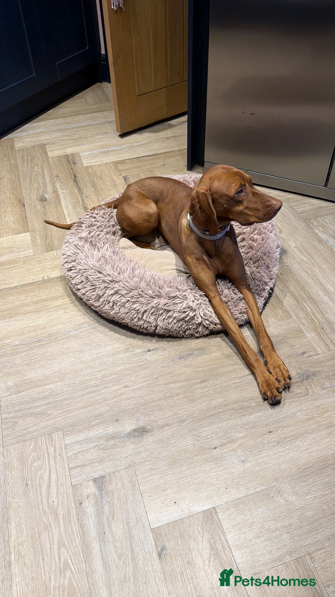 Hungarian Vizsla dogs for sale: 2 year old Hungarian viszla in Bexhill-on-Sea - Advert 3