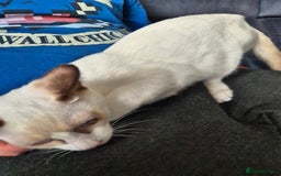 Snowshoe cats for sale:  pedigree Tica reg  snowshoes  READY NOW - Image 14