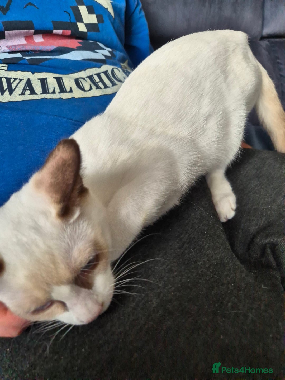 Snowshoe cats for sale:  pedigree Tica reg  snowshoes  READY NOW - Image 14