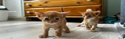 Abyssinian cats for sale: Abyssinian kittens  - Advert 4