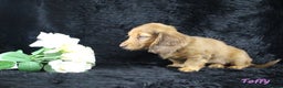 Miniature Dachshund dogs for sale: KC PRA Clear Mini Longhair Daxies – Dapple - Advert 9