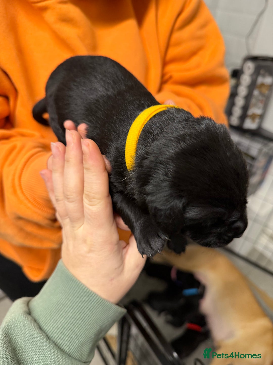 Labrador Retriever dogs for sale: Chunky Black Labrador Puppies! - Advert 9