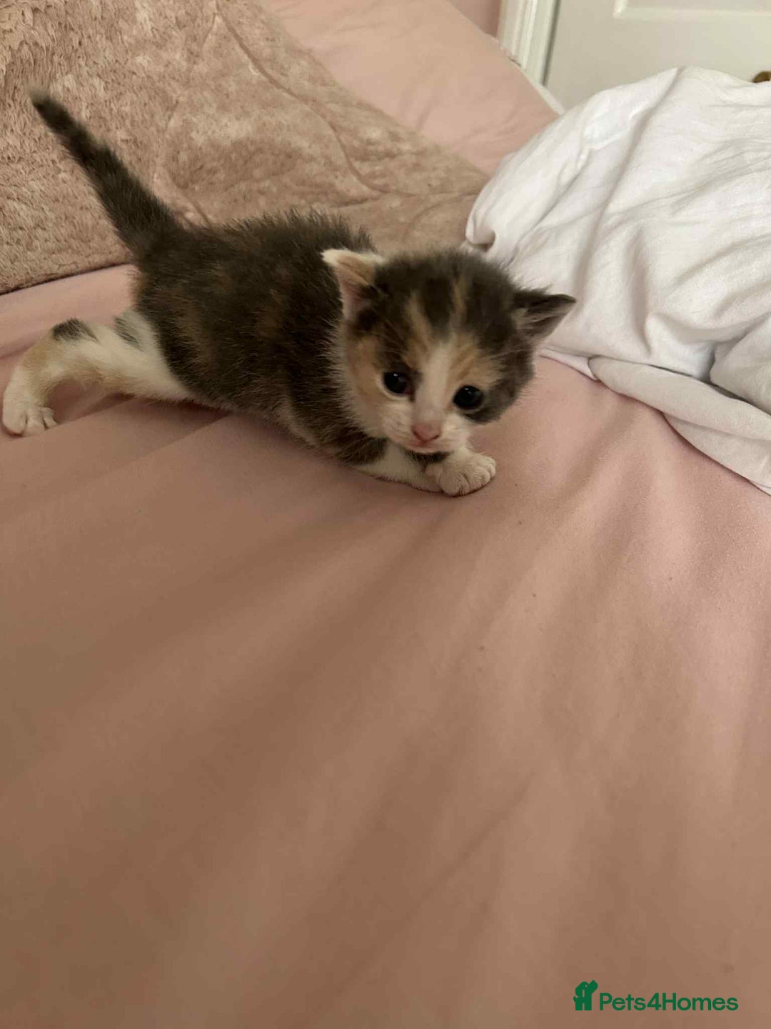 Mixed Breed cats for sale: Beautiful kittens looking for their forever homes - Image 14