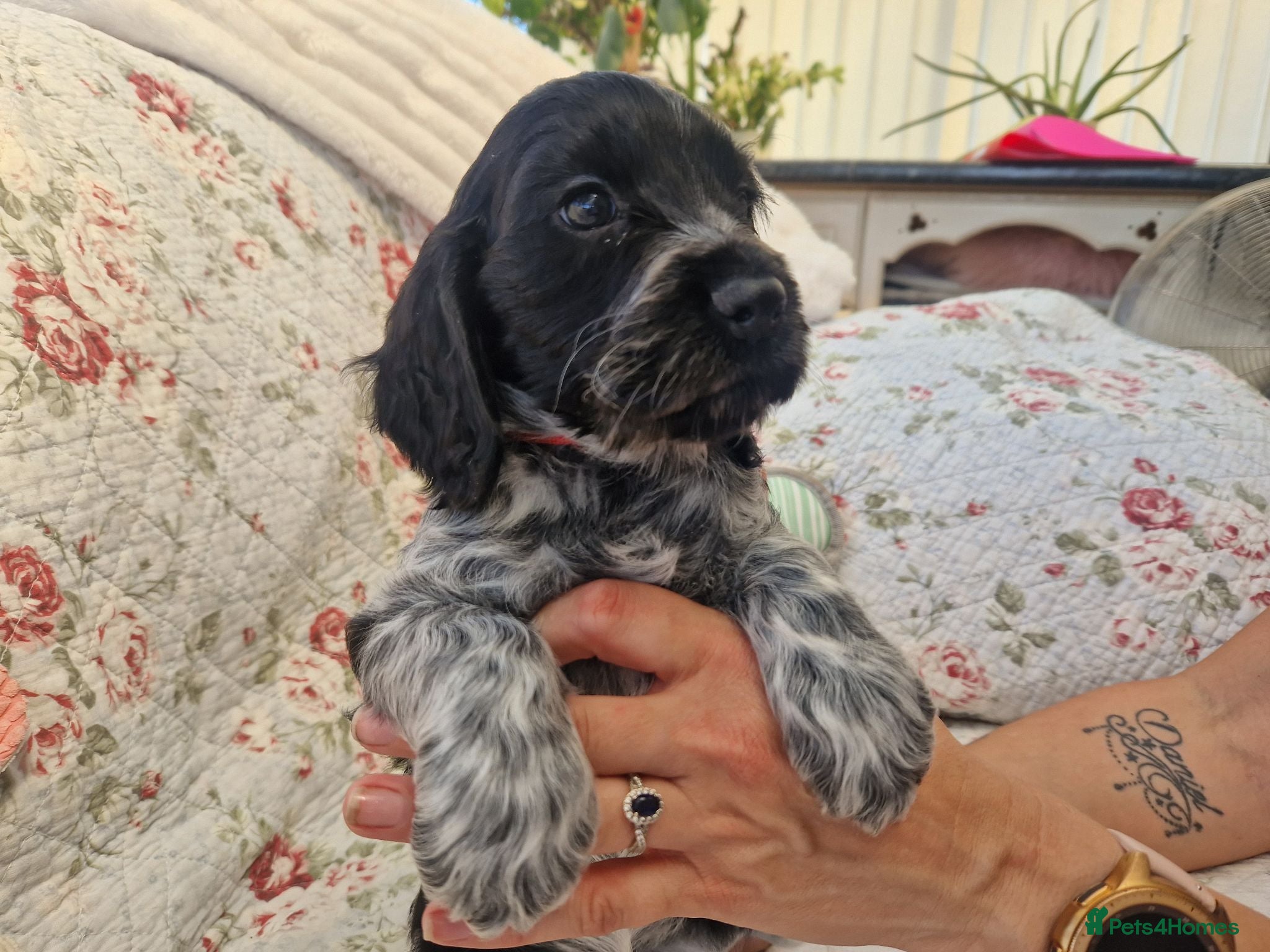 Cocker Spaniel dogs Roan Cocker Spaniel Puppies for Sale - Advert 2