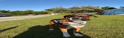 Boxer dogs for stud: Full pedigree boxer dog for stud  - Advert 7