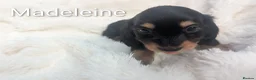 Miniature Dachshund dogs for sale: READY THIS WEEKEND 🏆Russian Champion lines  - Advert 33