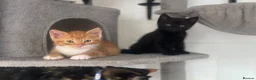 Domestic Shorthair cats for sale: 5 kittens available for their forever home 🩷💙 - Advert 12