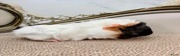 Guinea Pig rodents for sale: LOTS OF FEMALE GUINEA PIGS AVAILABLE  - Advert 4