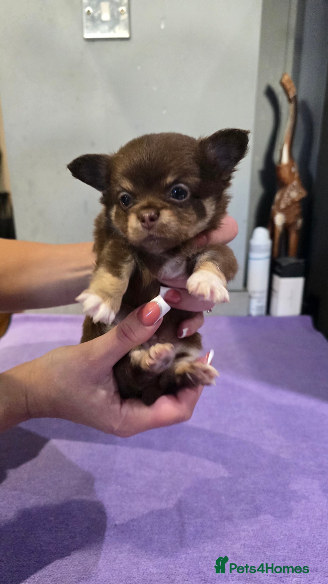 Chihuahua dogs for sale: Chihuahua puppies Russian ancestry with perfect bo - Advert 4