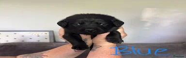 Labrador Retriever Puppy 1