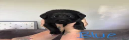 Labrador Retriever dogs for sale: KC Registered black Labrador puppies - Advert 35