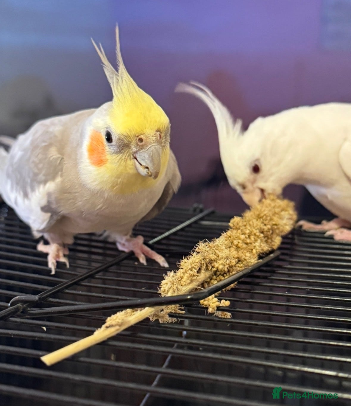 Cockatiels birds Pair of cockatiels  - Advert 1