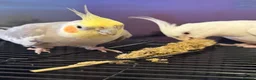 Cockatiels birds for sale: Pair of cockatiels  - Advert 1