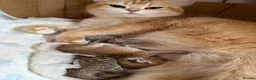 British Shorthair cats for sale: BEAUTIFUL GOLDEN BSH KITTENS AVAILABLE TO RESERVE - Advert 6