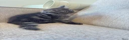 Persian cats for sale: Stunning Persian x Ragdoll kittens Ready for Homes in Watford - Advert 9