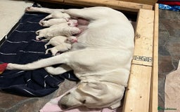 Labrador Retriever dogs for sale: Cream Labrador Retrievers !!! - Image 9