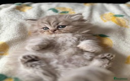 British Longhair cats for sale: British long hair kittens - Image 15