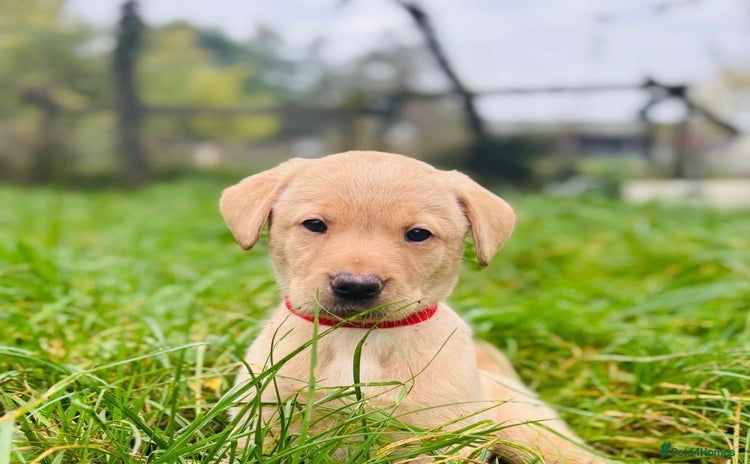 Labrador Retriever dogs - Advert 11