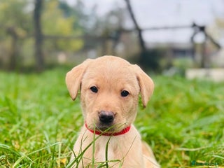Labrador Retriever dogs - Advert 20