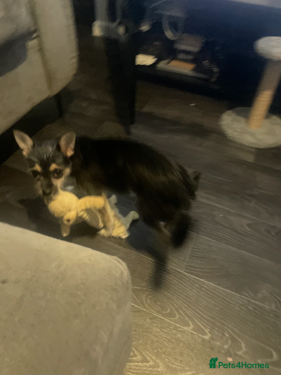 Jack Chi dogs for sale: Jack shi 6 months old  in Bristol - Advert 2