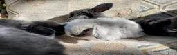 Mini Lop rabbits for sale: mini lops - Advert 16